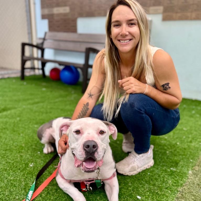 Enlarge Cooper, a Adoptable American Staffordshire Terrier in Fort Lauderdale, FL image 4/6
