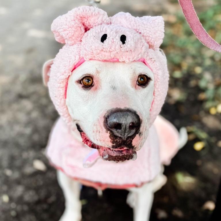 Enlarge Cooper, a Adoptable American Staffordshire Terrier in Fort Lauderdale, FL image 5/6