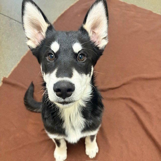 Lobo The Puppy, Adopted, Young Male Siberian Husky.