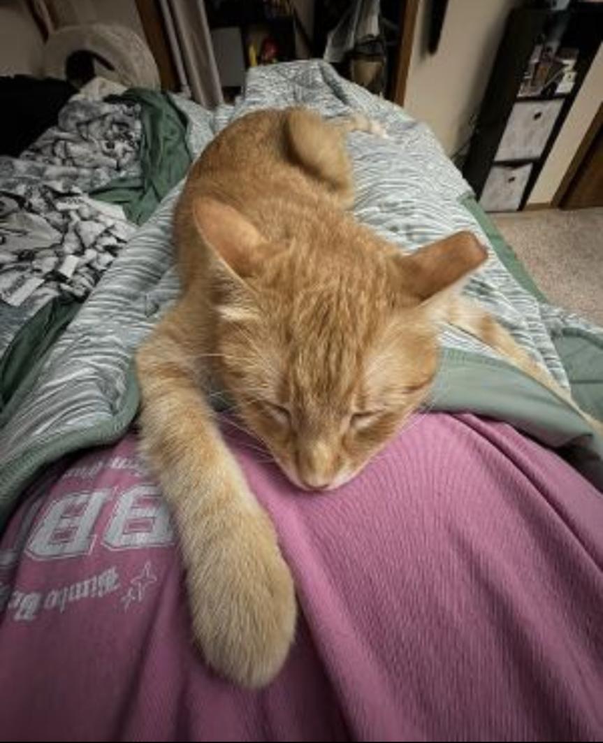 Gus, an adoptable Domestic Short Hair in Eagan, MN image 2/6