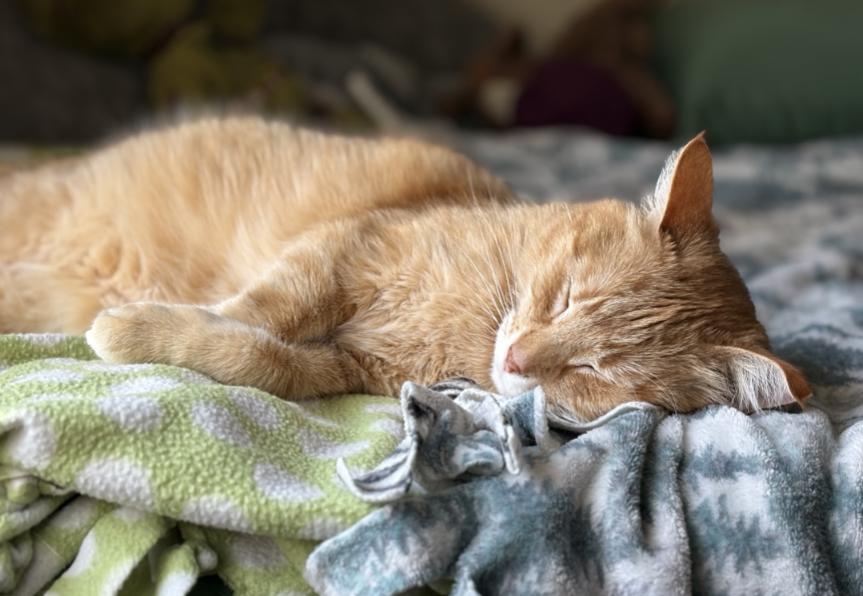 Gus, adoptable, Adult Male Domestic Short Hair.