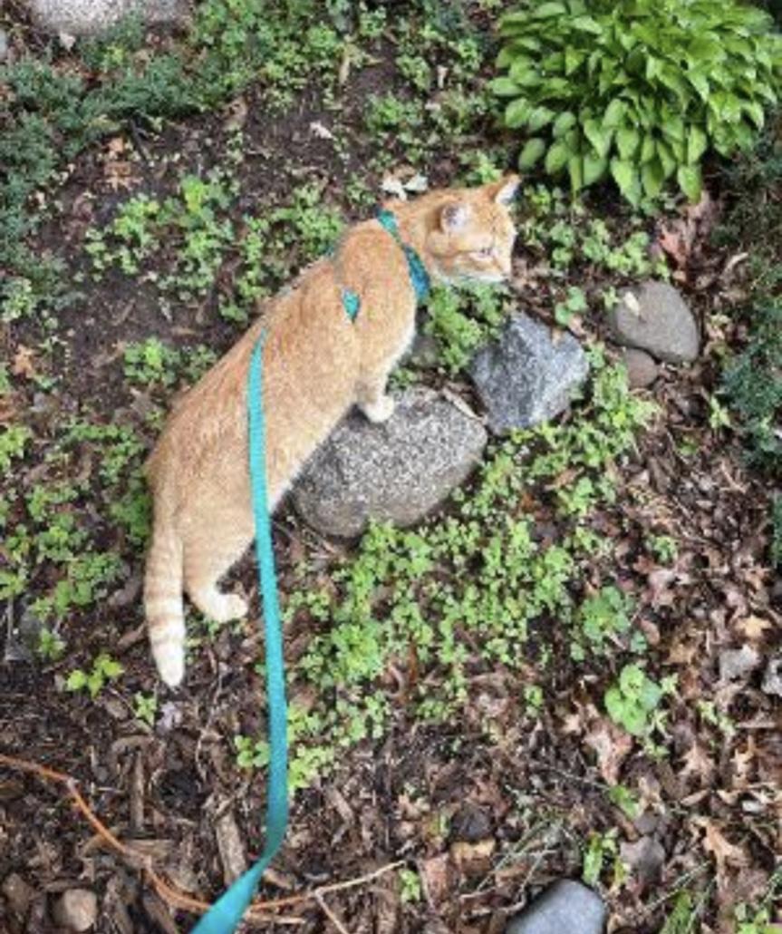 Gus, an adoptable Domestic Short Hair in Eagan, MN image 6/6