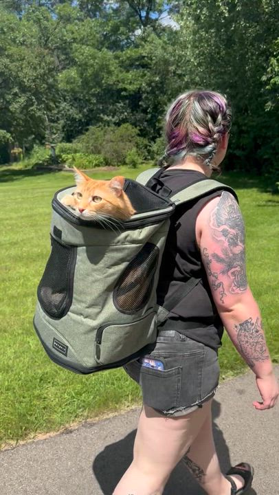 Enlarge Gus, an adoptable Domestic Short Hair in Eagan, MN video 5/6