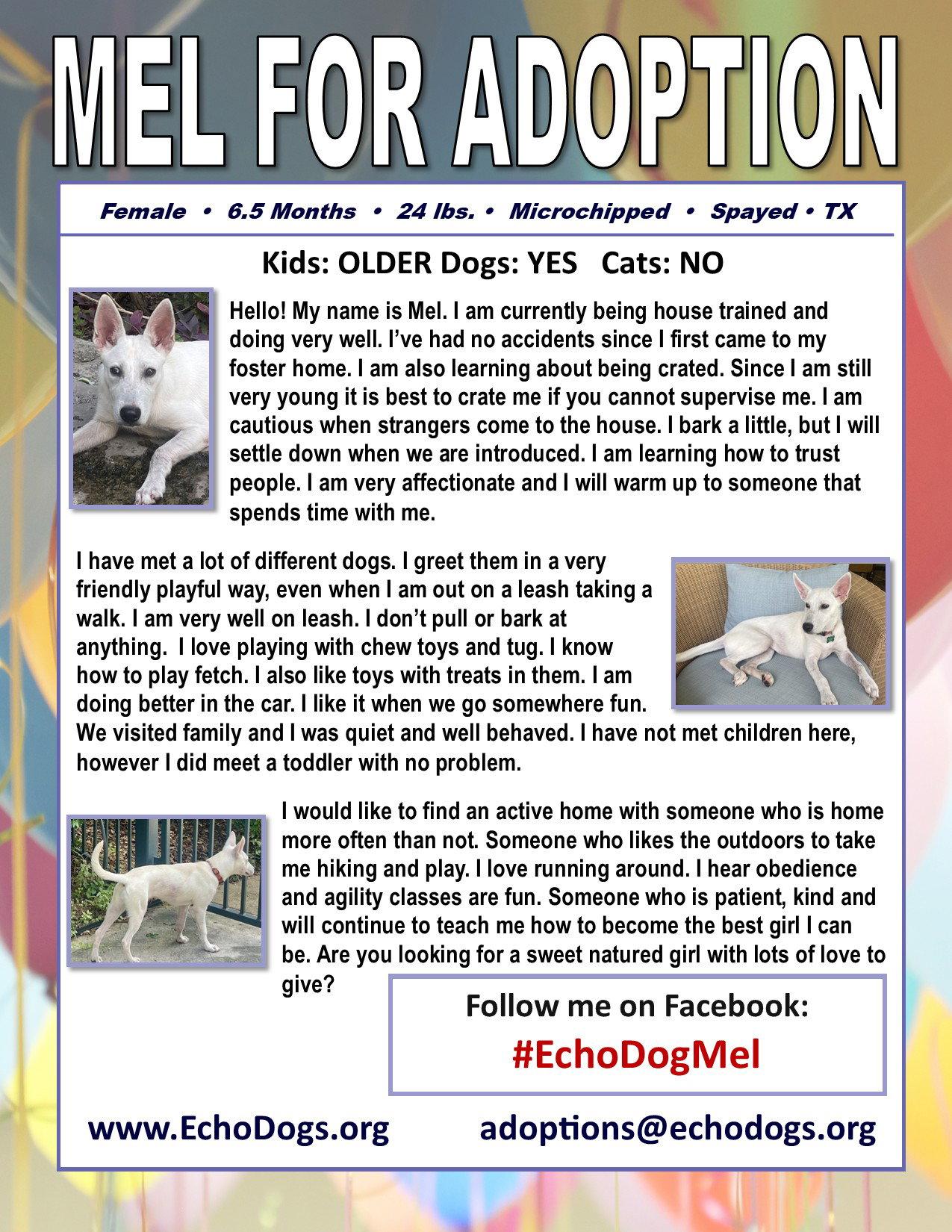 Mel, Adopted, Young Female White German Shepherd.
