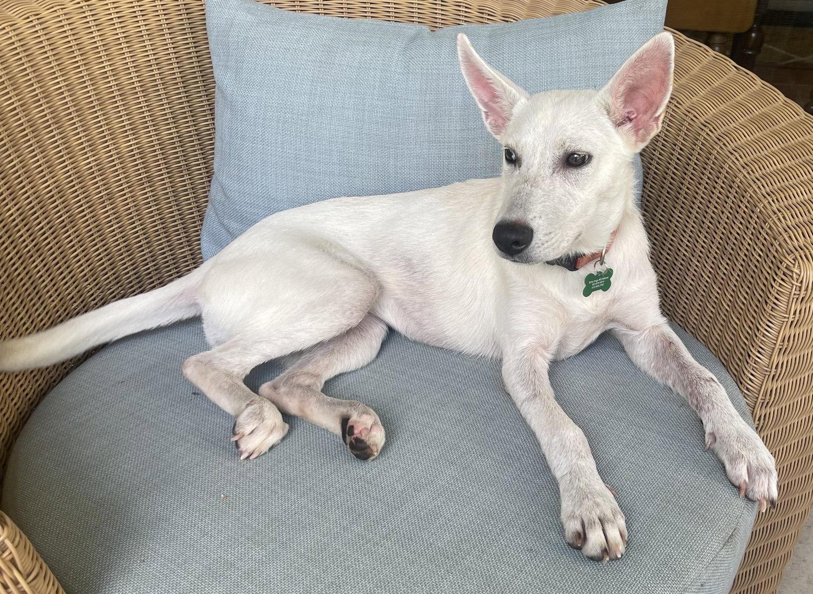 Enlarge Mel, a Adopted White German Shepherd in Londonderry, NH image 2/3