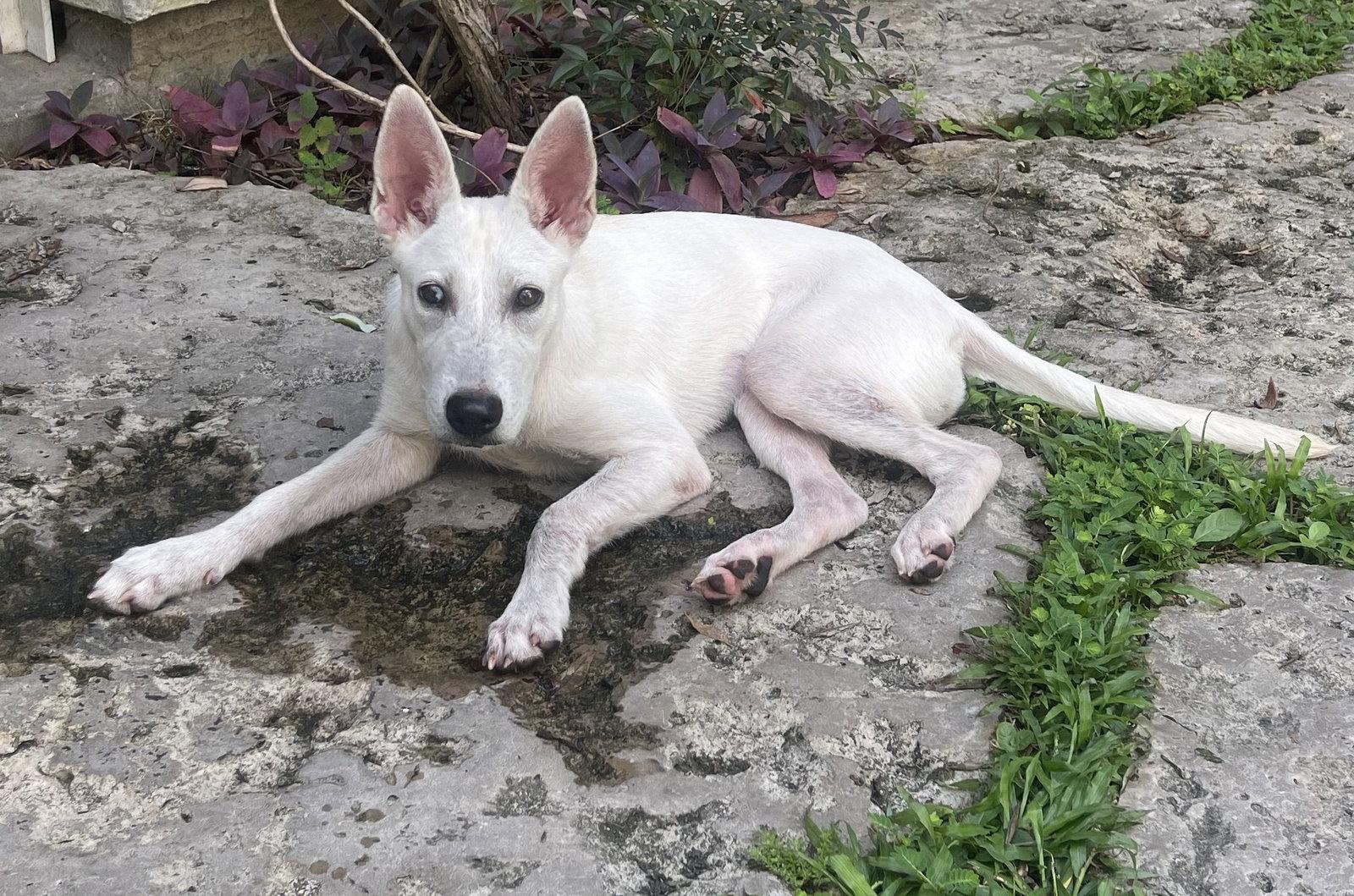 Enlarge Mel, a Adopted White German Shepherd in Londonderry, NH image 3/3