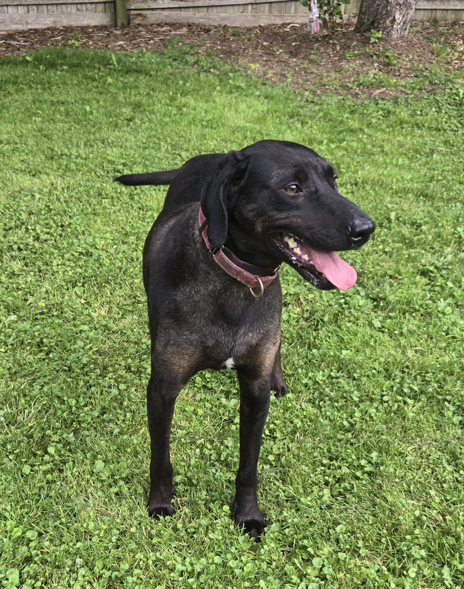 Enlarge Shadow - ME, a Adoptable Catahoula Leopard Dog in Warren, ME image 5/6