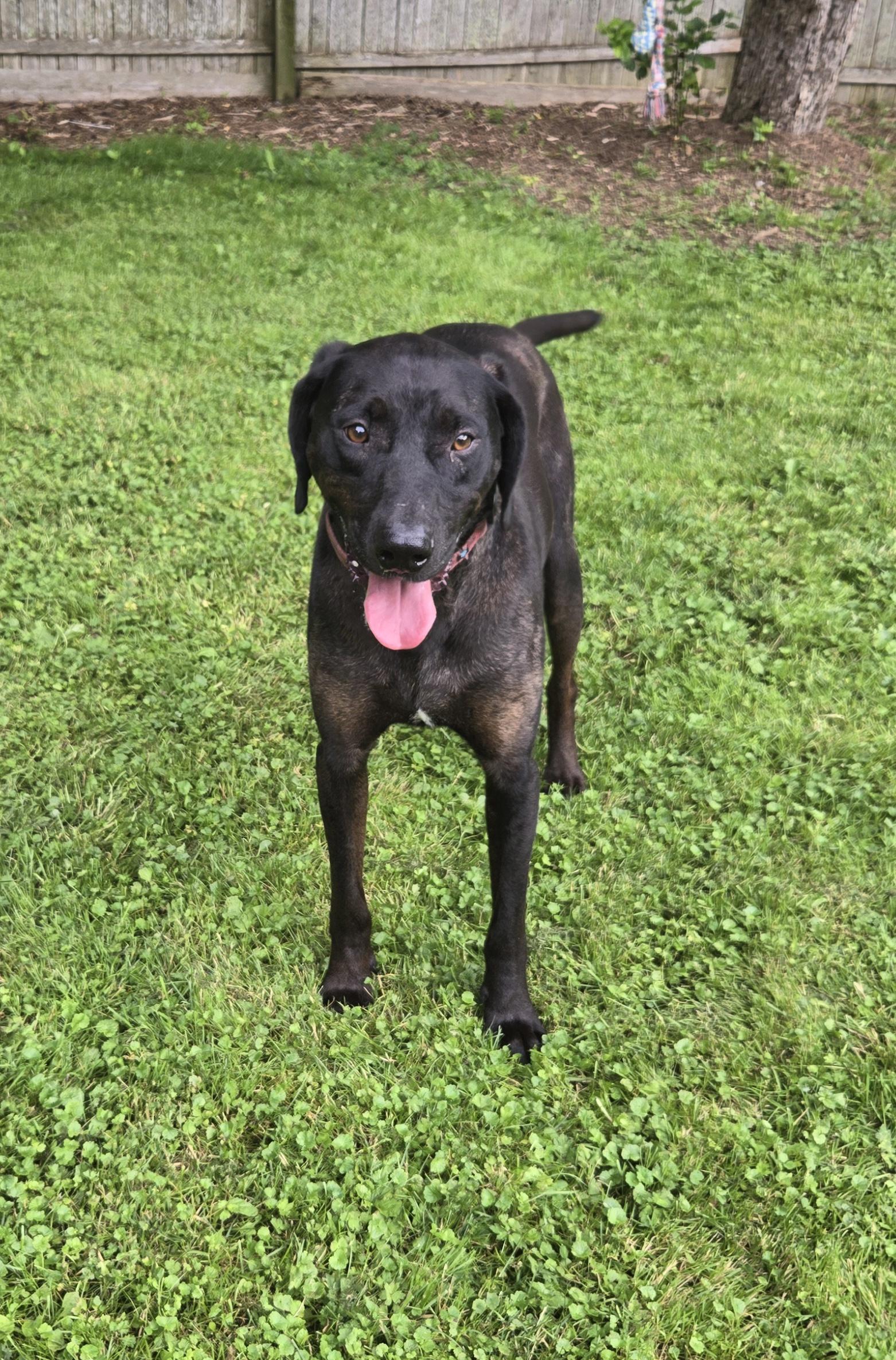 Enlarge Shadow - ME, a Adoptable Catahoula Leopard Dog in Warren, ME image 6/6