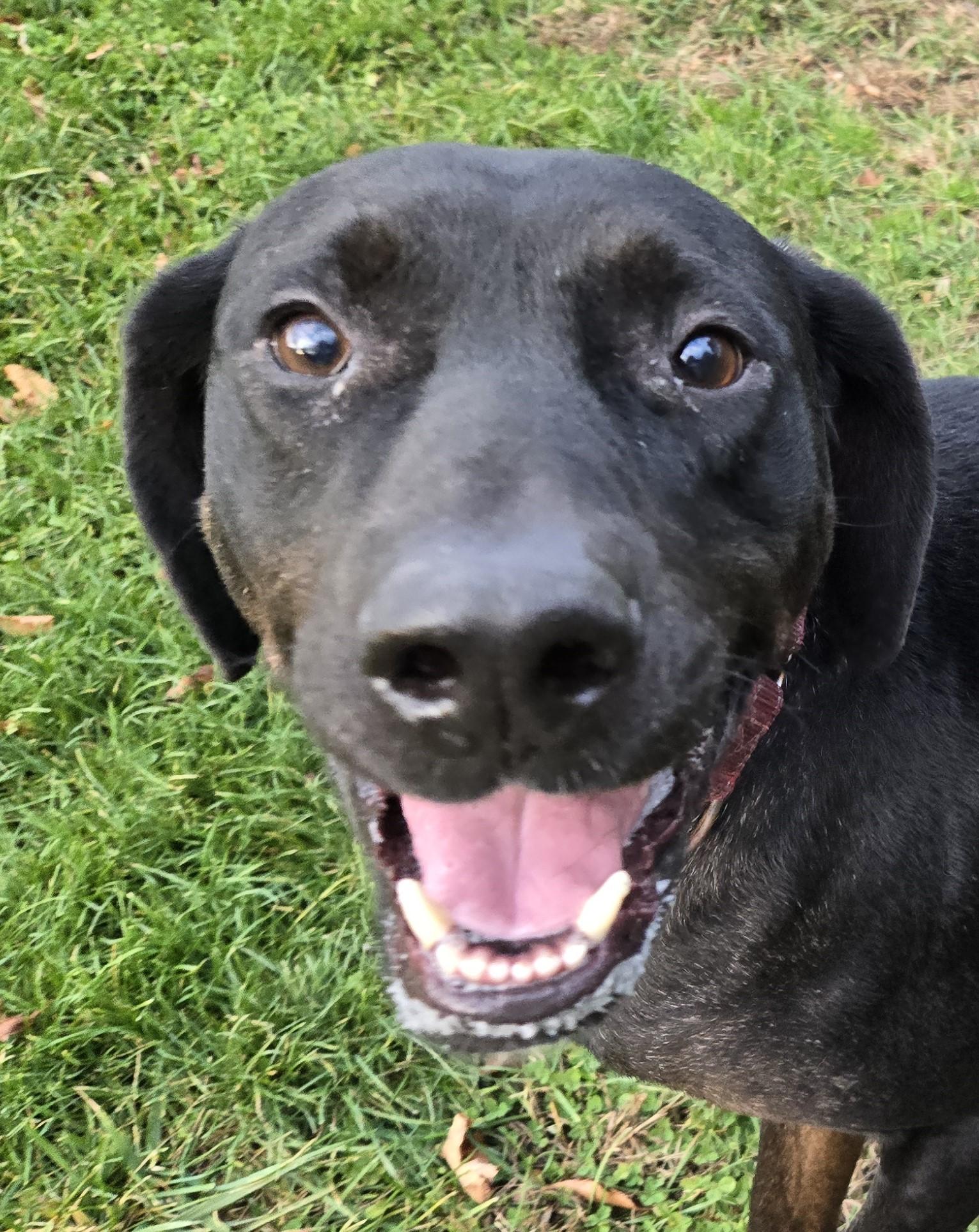 Enlarge Shadow - ME, a Adoptable Catahoula Leopard Dog in Warren, ME image 2/6