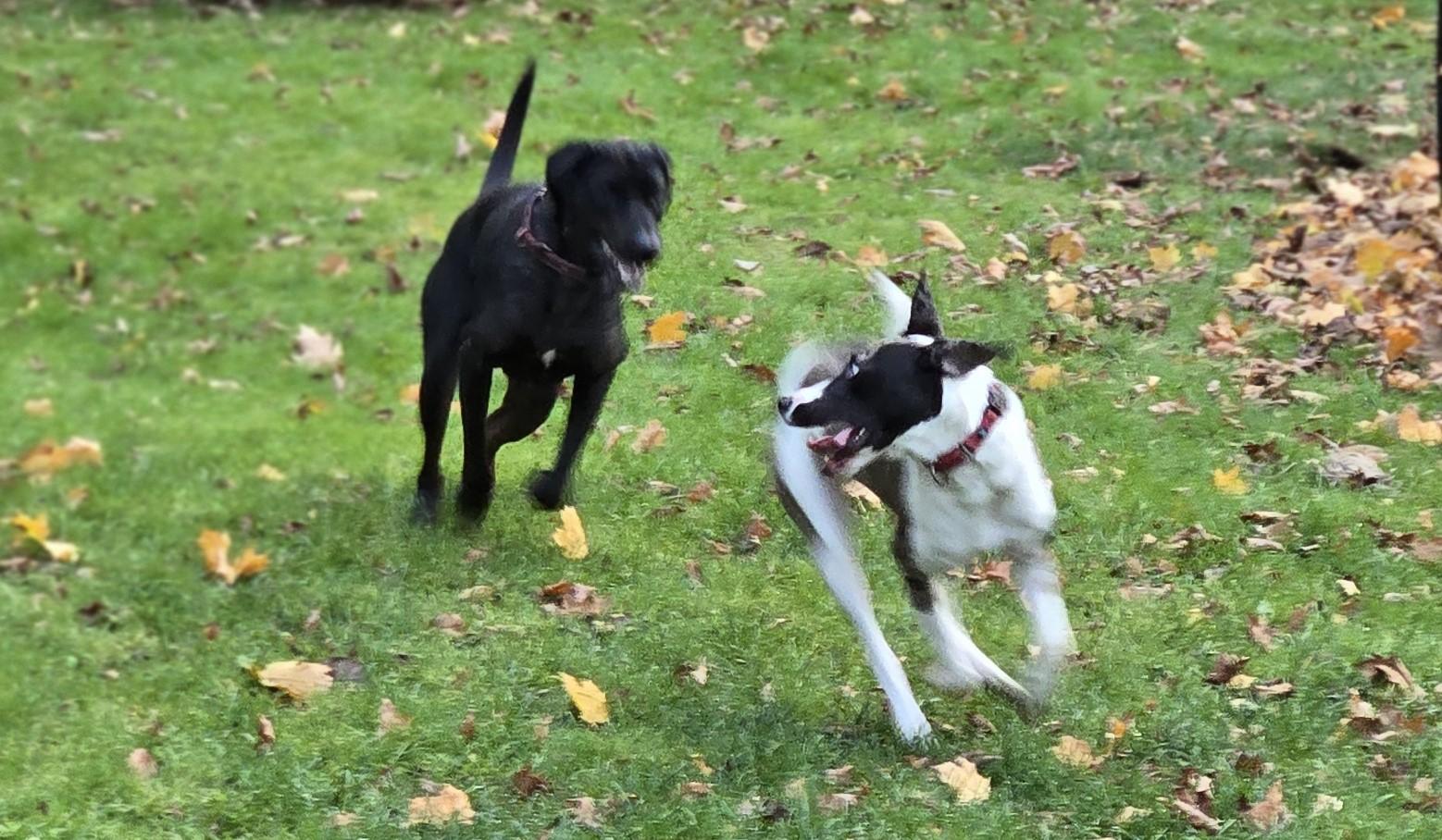 Enlarge Shadow - ME, a Adoptable Catahoula Leopard Dog in Warren, ME image 3/6