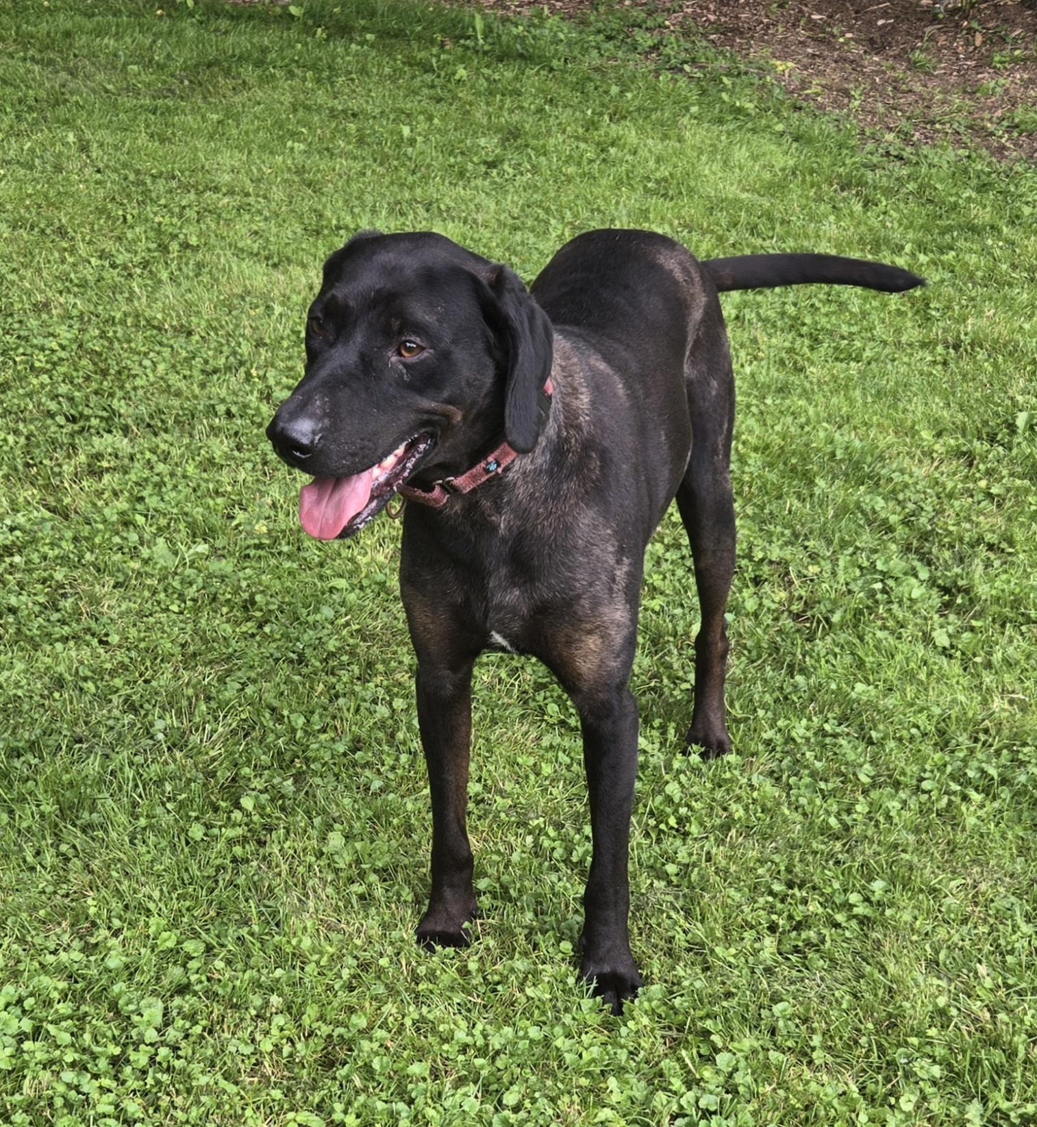 Enlarge Shadow - ME, a Adoptable Catahoula Leopard Dog in Warren, ME image 1/6