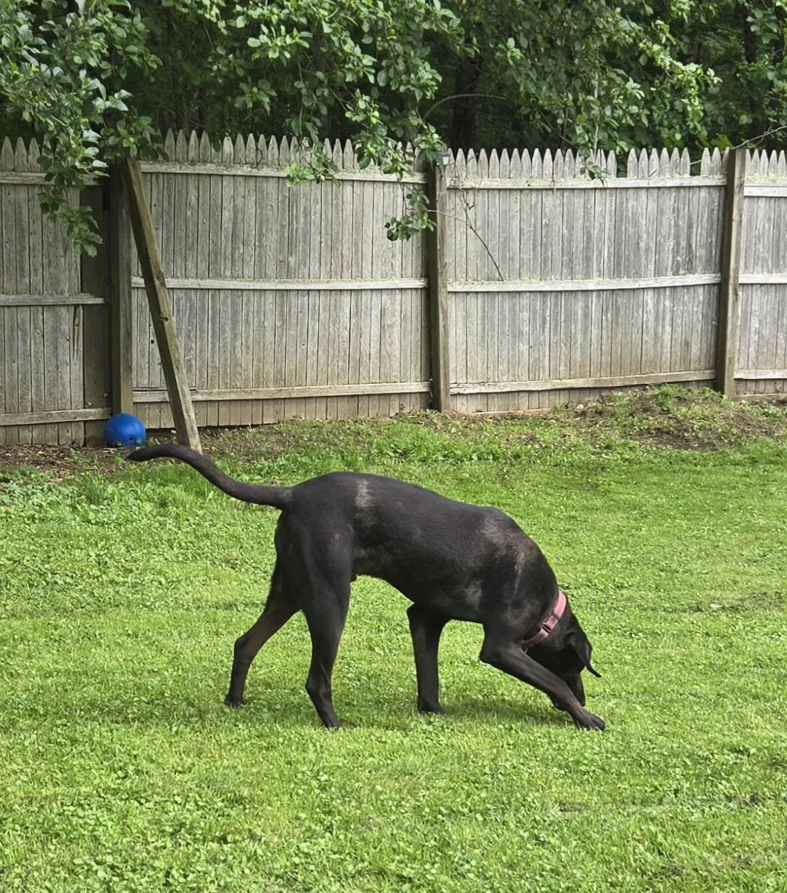 Enlarge Shadow - ME, a Adoptable Catahoula Leopard Dog in Warren, ME image 4/6