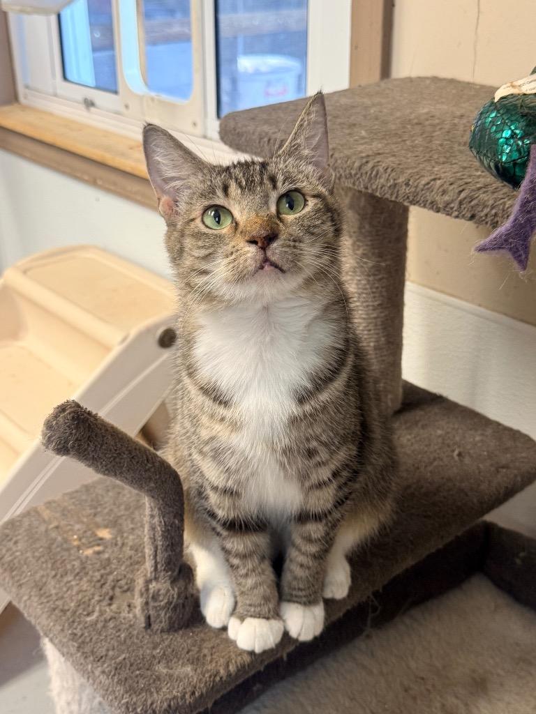 Joy, Adoptable, Young Female Domestic Short Hair.