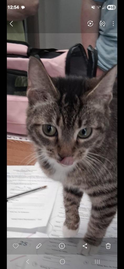Enlarge Joy, a Adoptable mixed breed in North Vernon, IN image 1/1