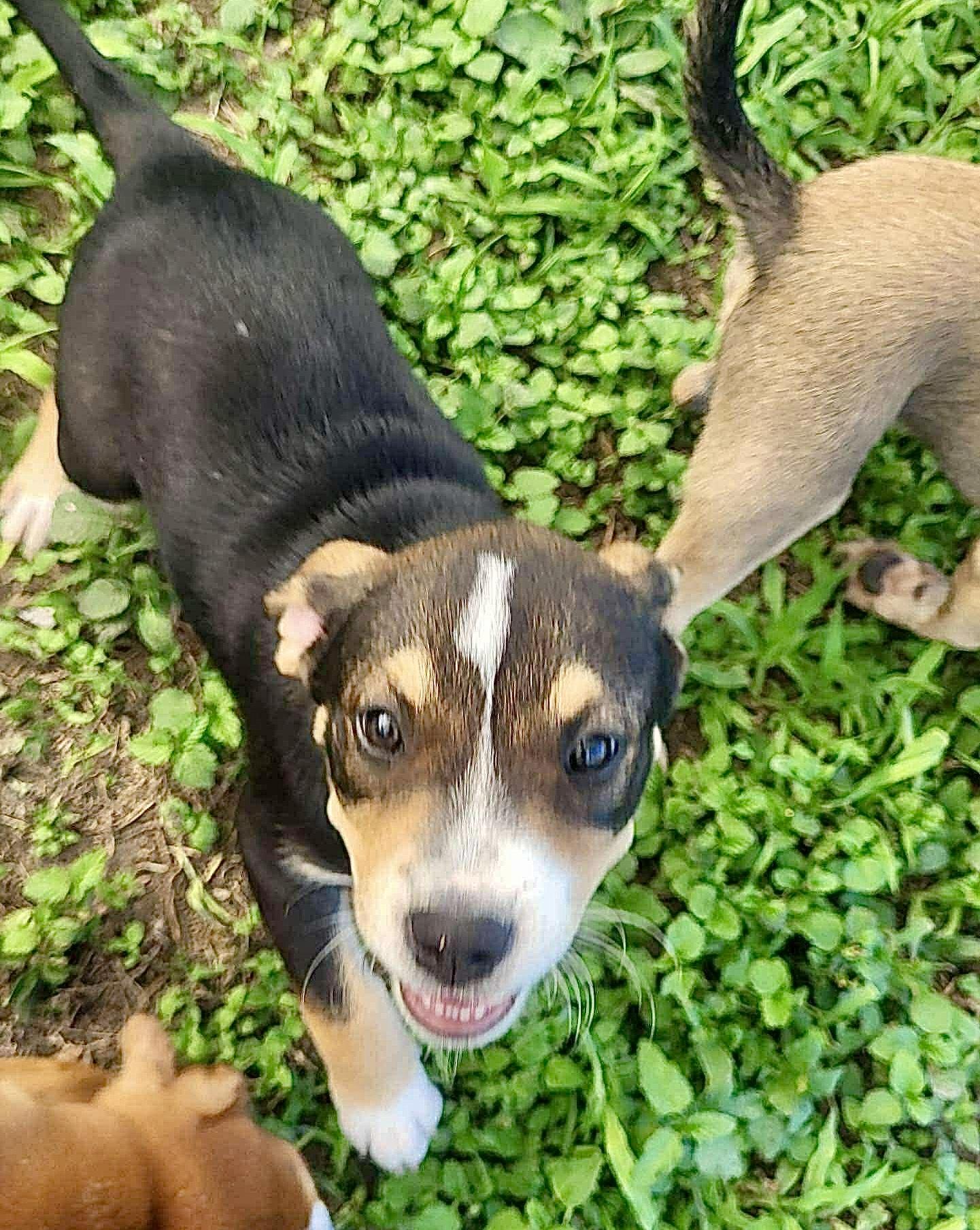 Rosie, Baby Female Australian Cattle Dog / Blue Heeler