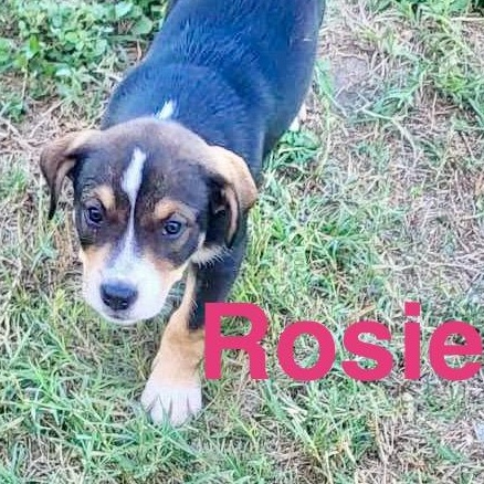 Rosie photo 6