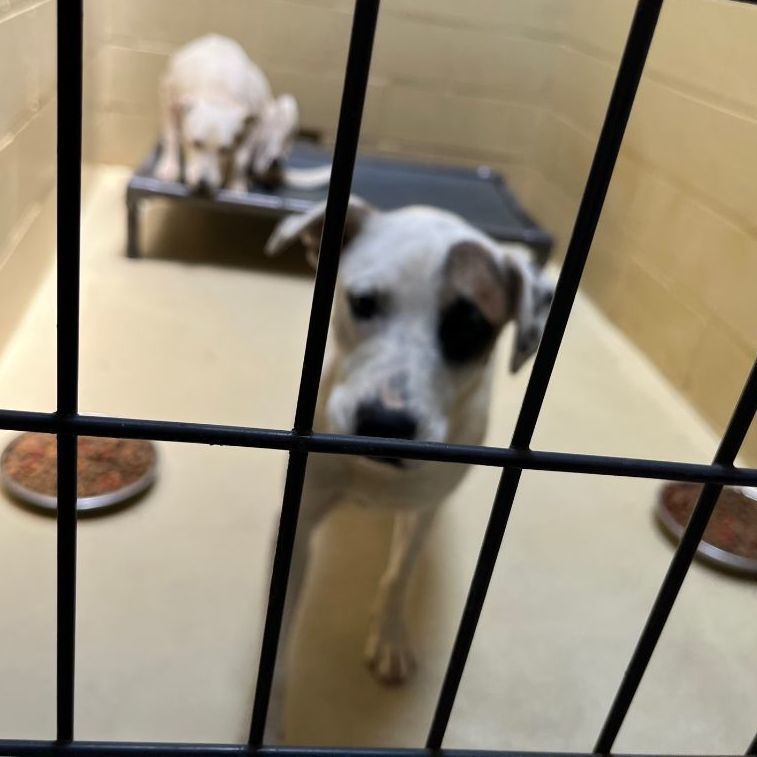 Solo, a Adoptable mixed breed in Clarksville, VA image 2/6