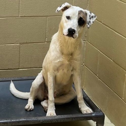 Solo, a Adoptable mixed breed in Clarksville, VA image 1/6