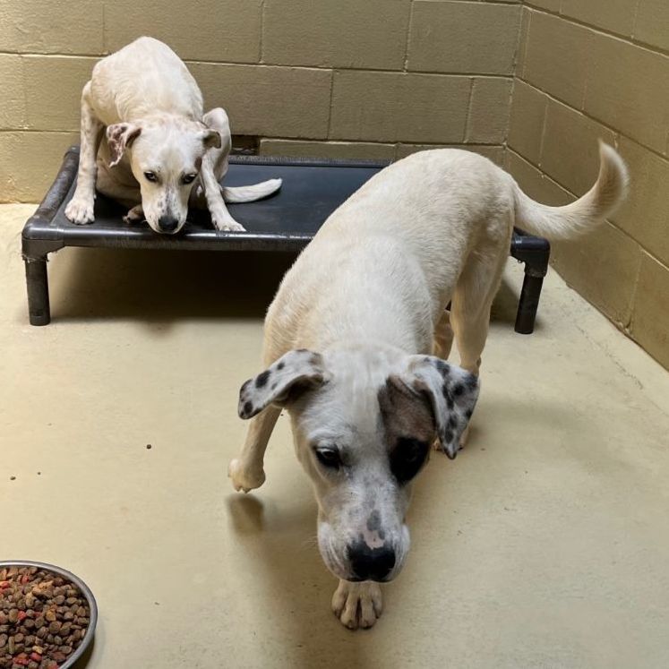 Solo, a Adoptable mixed breed in Clarksville, VA image 3/6