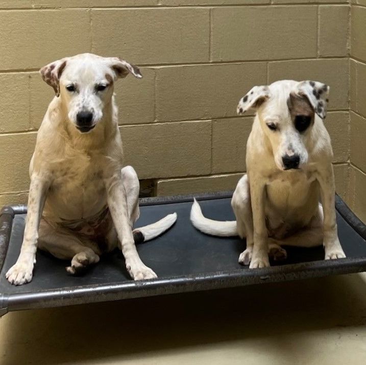 Solo, a Adoptable mixed breed in Clarksville, VA image 4/6