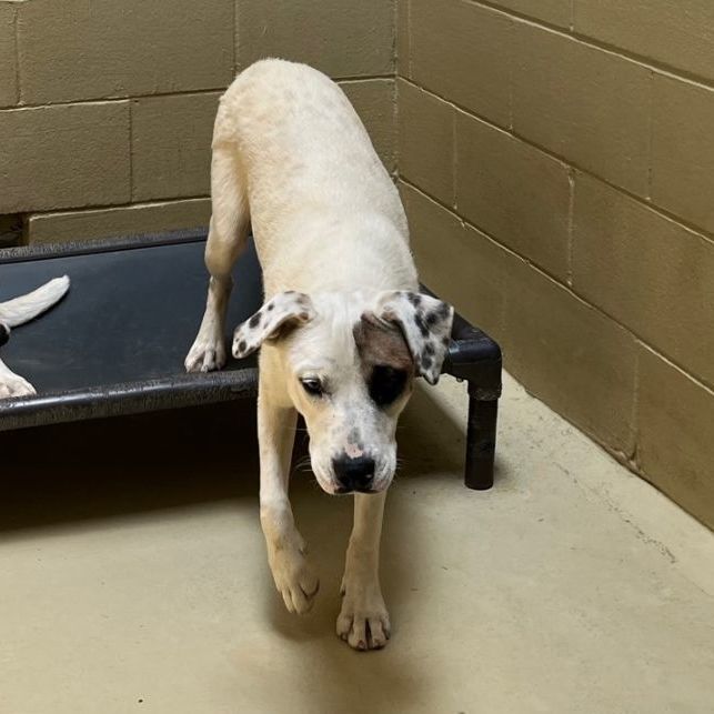 Solo, a Adoptable mixed breed in Clarksville, VA image 5/6