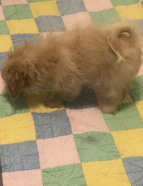 Enlarge Dinky, a ADOPTABLE mixed breed in Colleyville, TX image 3/3