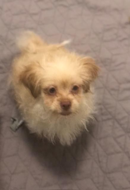 Enlarge Dinky, a ADOPTABLE mixed breed in Colleyville, TX image 2/3