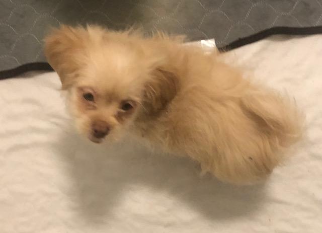 Dinky, ADOPTABLE, Puppy Male Shih Tzu & Pomeranian.