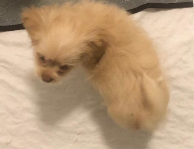 Enlarge Dinky, a ADOPTABLE mixed breed in Colleyville, TX image 2/2