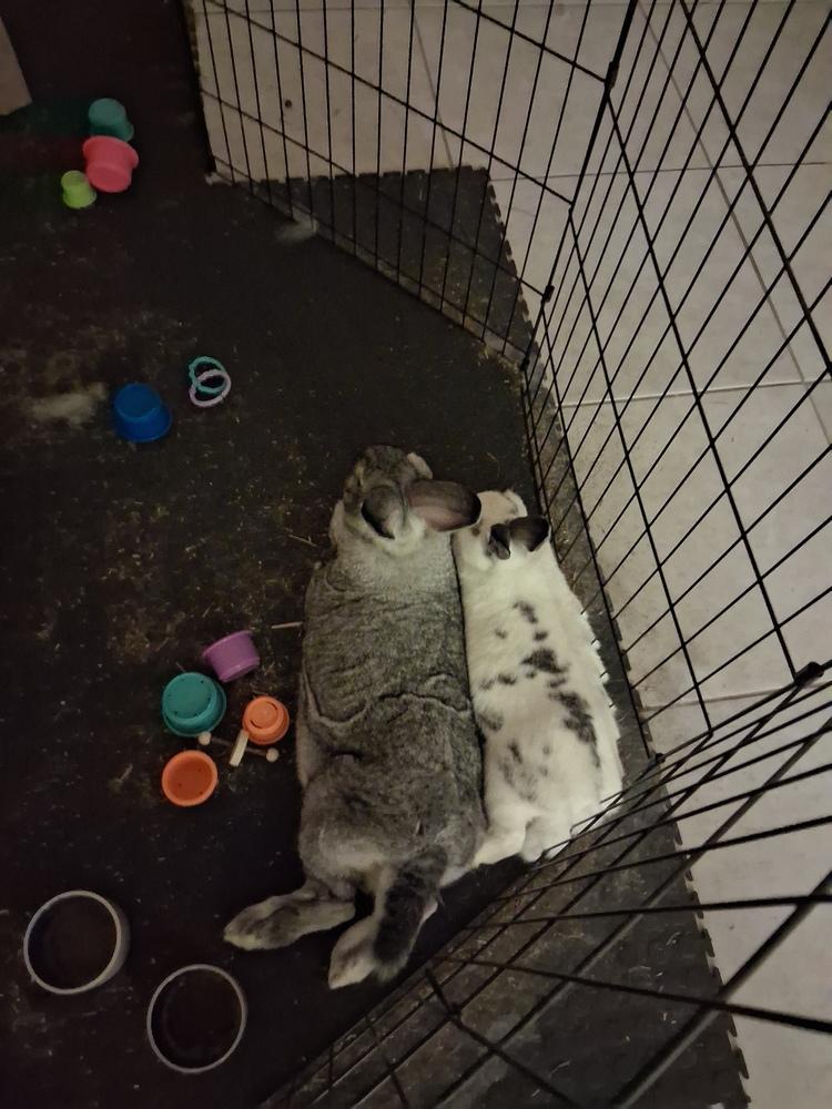 Cupid (Bonded to Gladys), Adoptable, Adult Male Chinchilla.