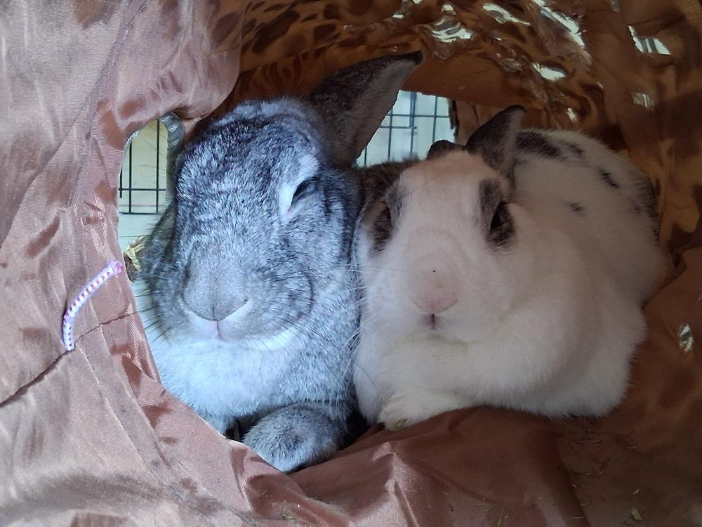 Enlarge Cupid (Bonded to Gladys), a Adoptable Chinchilla in Longwood, FL image 2/6