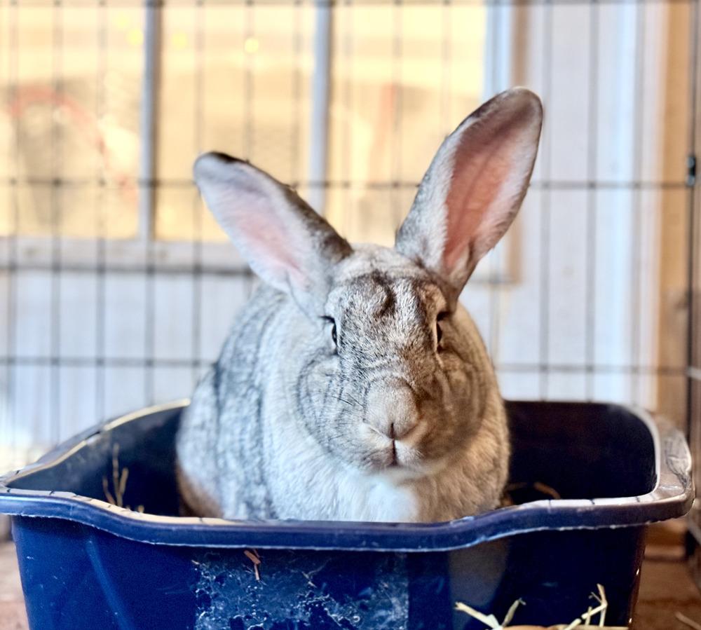 Enlarge Cupid (Bonded to Gladys), a Adoptable Chinchilla in Longwood, FL image 3/6