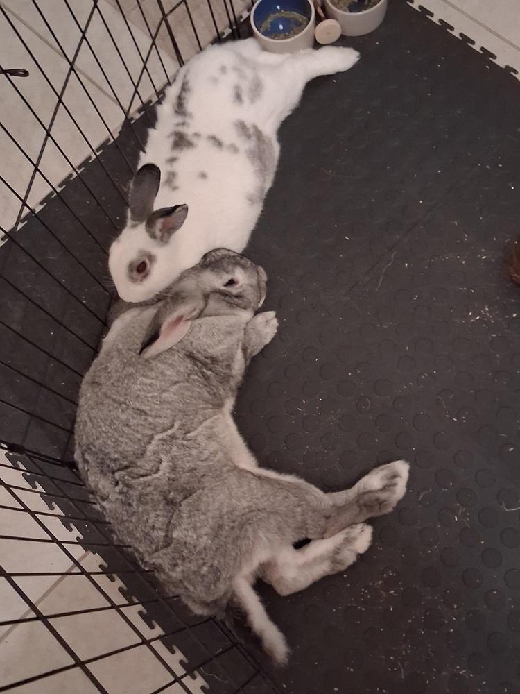 Enlarge Cupid (Bonded to Gladys), a Adoptable Chinchilla in Longwood, FL image 5/6
