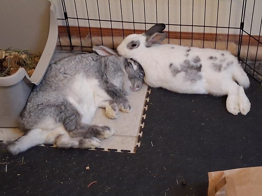 Enlarge Cupid (Bonded to Gladys), a Adoptable Chinchilla in Longwood, FL image 6/6