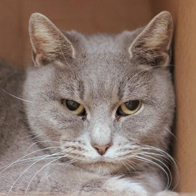 Catrina, ADOPTABLE, Adult Female Domestic Short Hair.