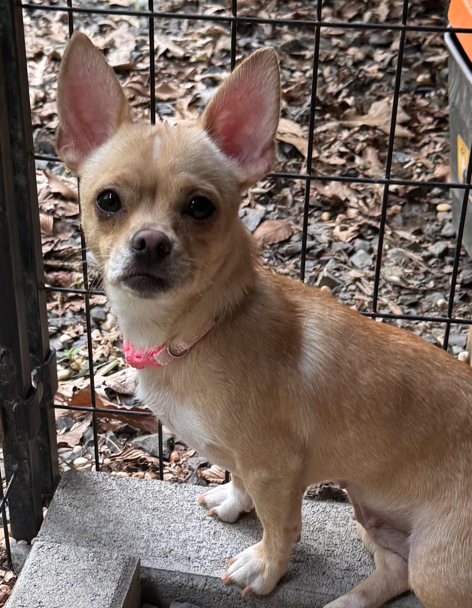 Miley, an adopted mixed breed in Pottstown, PA image 2/4
