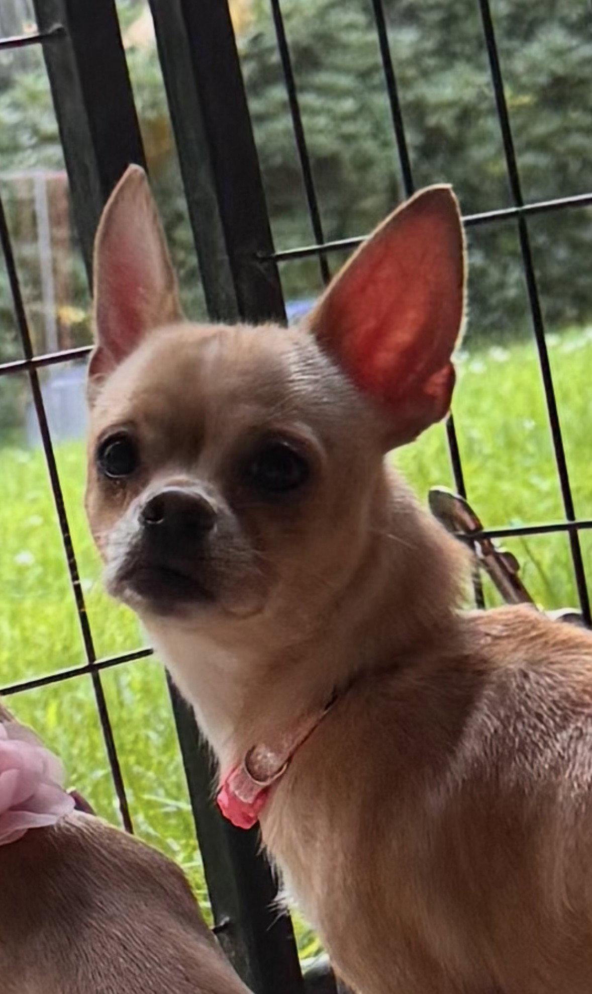 Miley, adopted, Young Female Chihuahua & Pomeranian.