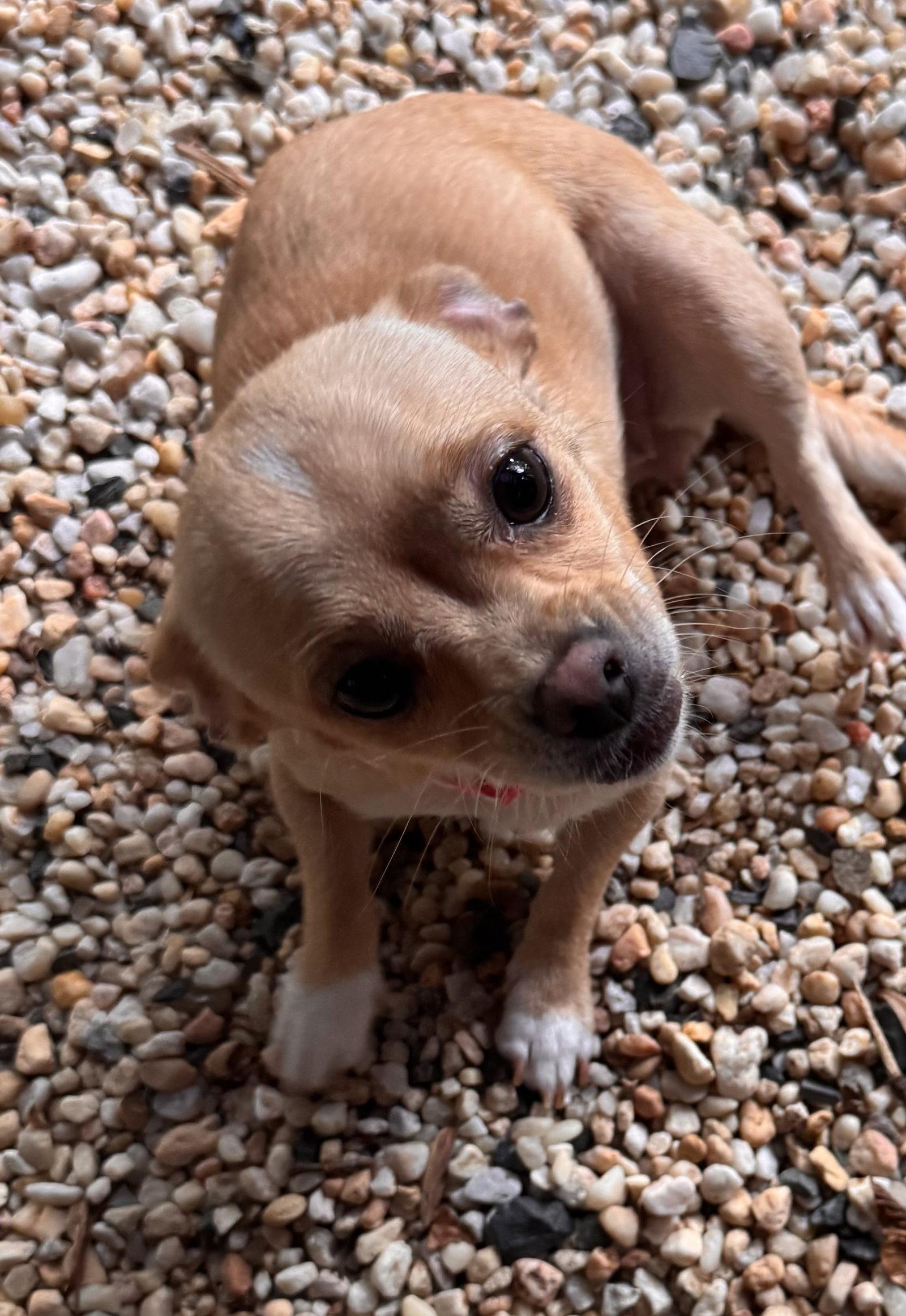 Miley, an adopted mixed breed in Pottstown, PA image 3/4