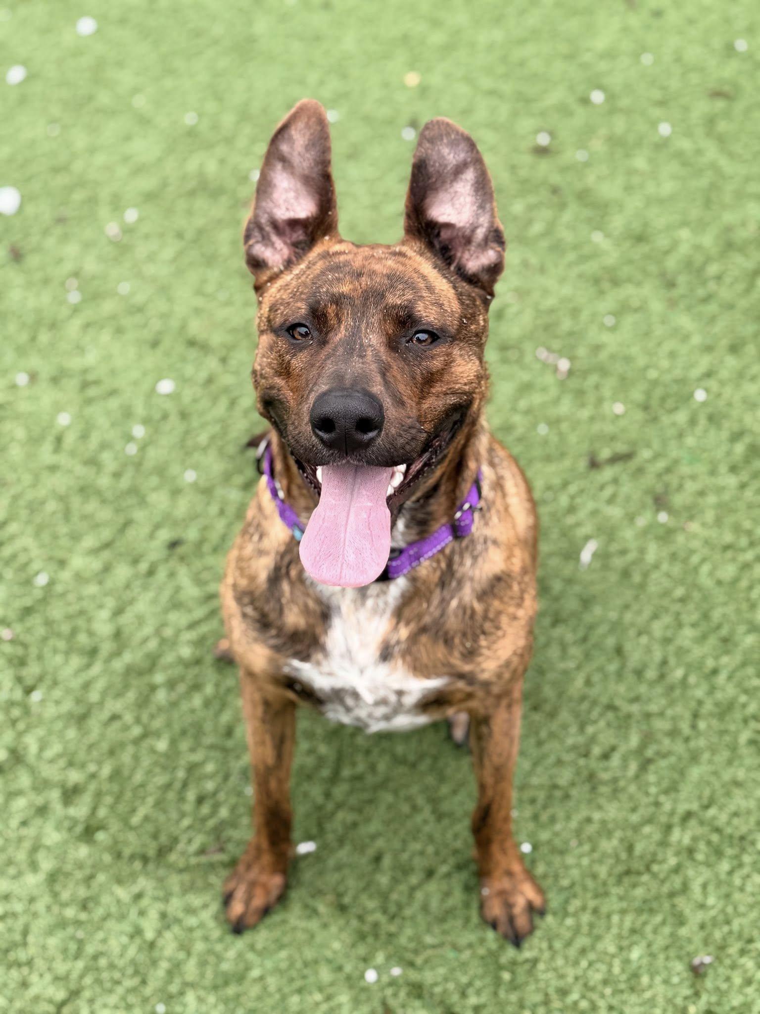 Enlarge Bailey, a ADOPTABLE mixed breed in Long Beach, NY image 2/6