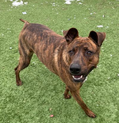 Enlarge Bailey, a ADOPTABLE mixed breed in Long Beach, NY image 4/6