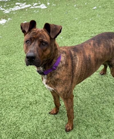 Enlarge Bailey, a ADOPTABLE mixed breed in Long Beach, NY image 1/6