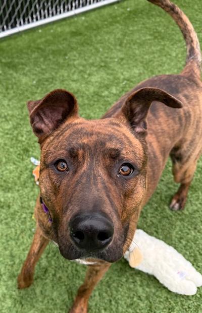 Enlarge Bailey, a ADOPTABLE mixed breed in Long Beach, NY image 3/6