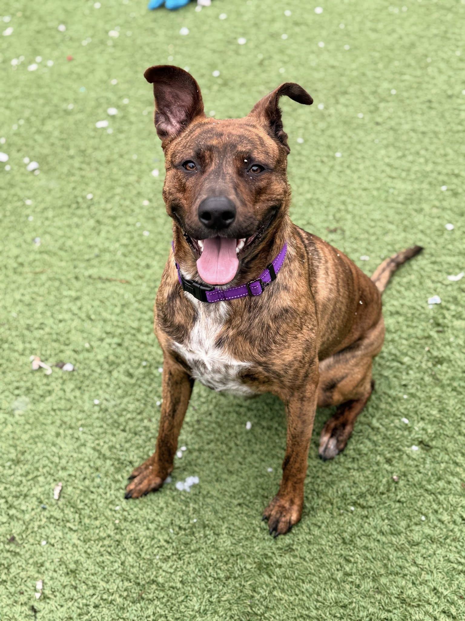 Enlarge Bailey, a ADOPTABLE mixed breed in Long Beach, NY image 5/6