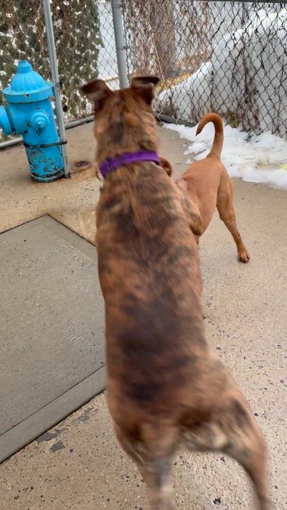 Enlarge Bailey, a ADOPTABLE mixed breed in Long Beach, NY video 6/6