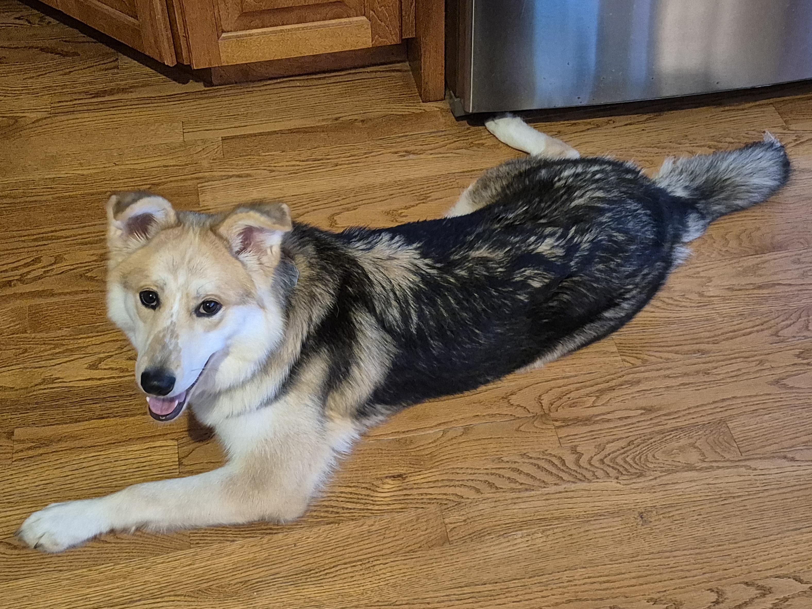 Enlarge Freya, a Adoptable mixed breed in Aurora, IL image 2/5