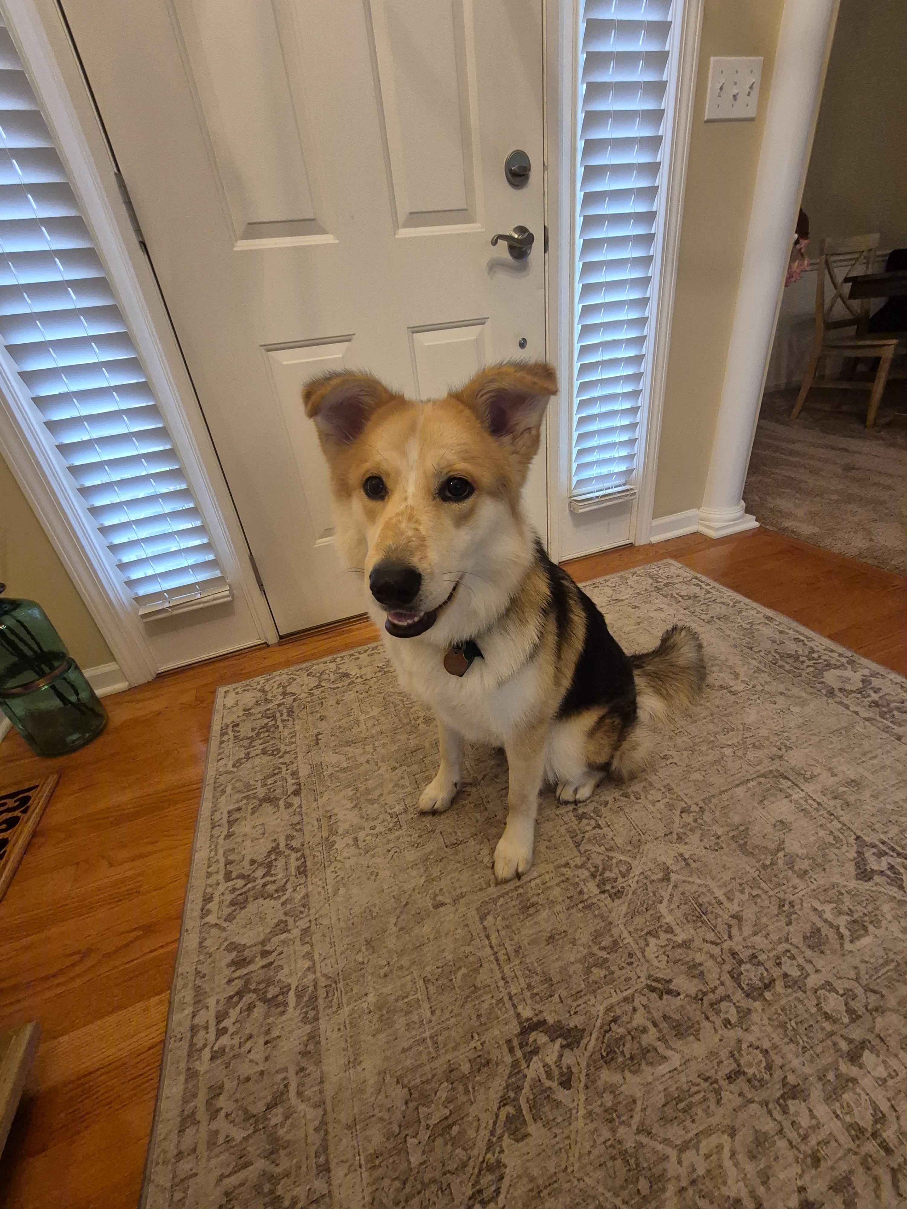 Enlarge Freya, a Adoptable mixed breed in Aurora, IL image 4/5