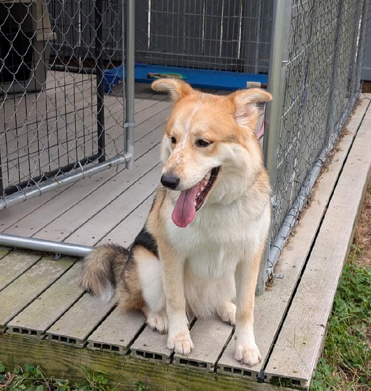 Enlarge Freya, a Adoptable mixed breed in Aurora, IL image 3/5