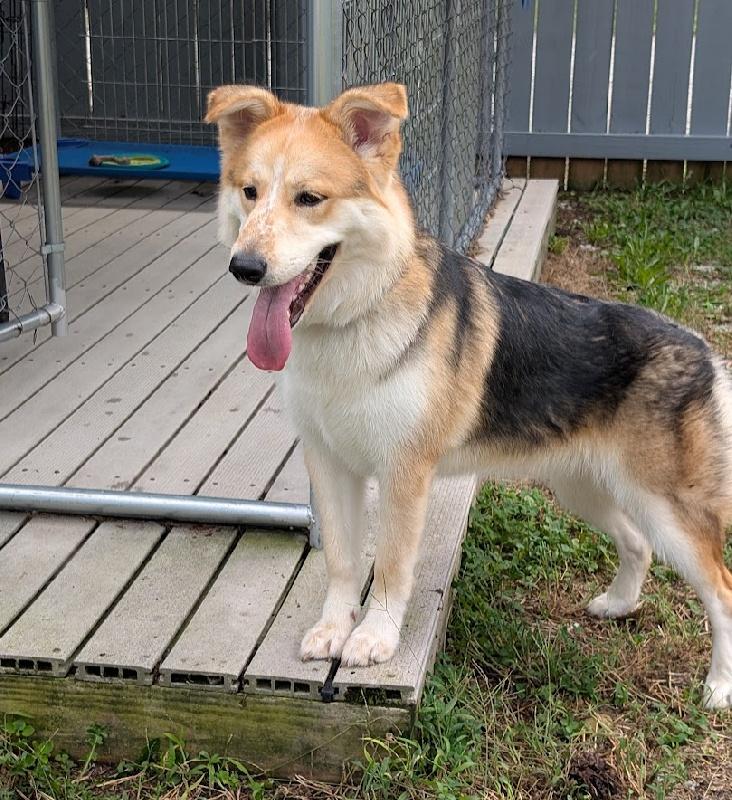 Freya, Adoptable, Young Female Husky & Australian Shepherd.