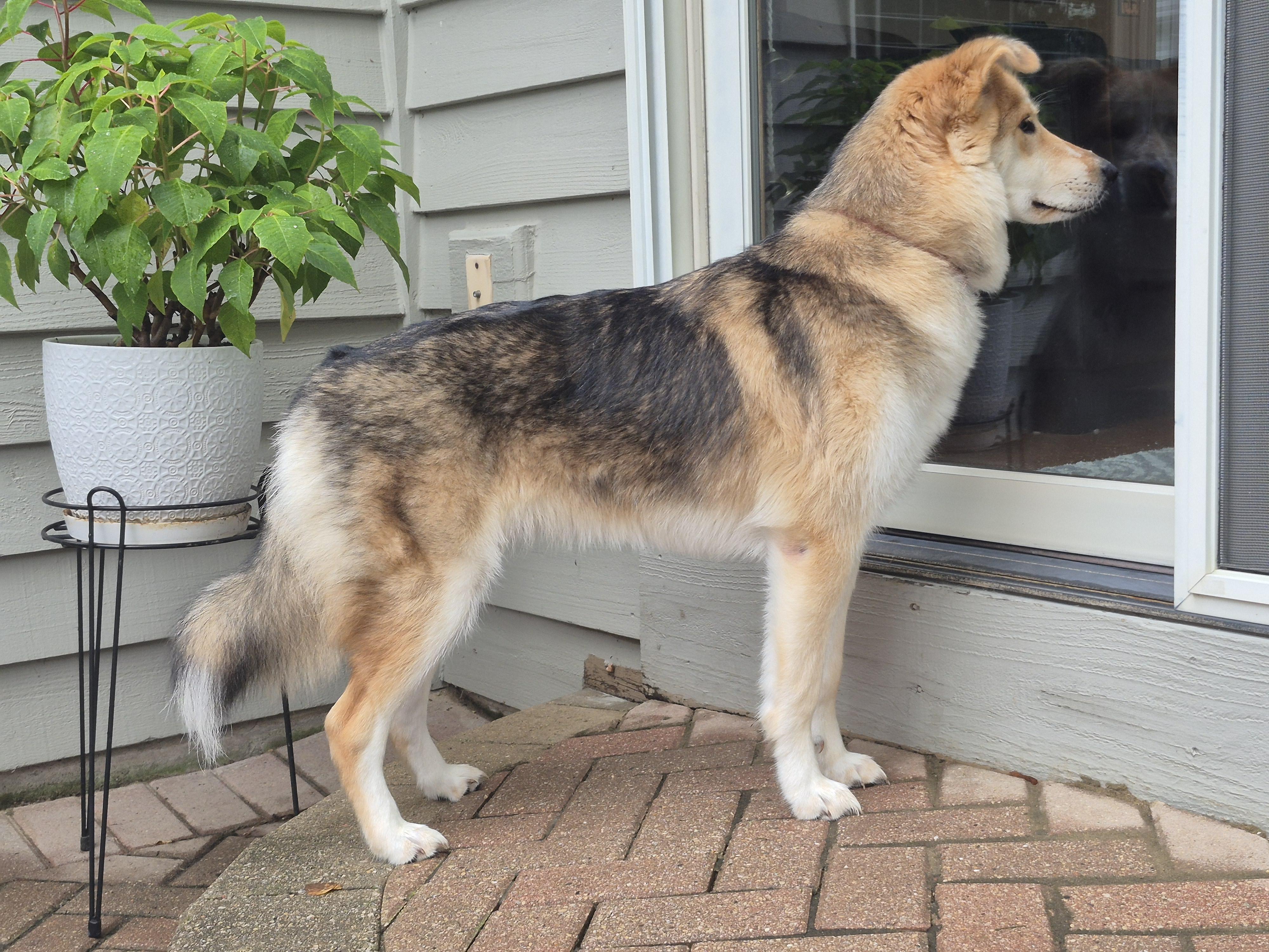 Enlarge Freya, a Adoptable mixed breed in Aurora, IL image 5/5