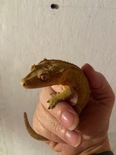 Shooting Star, a Adopted Gecko in Concord, CA image 1/2